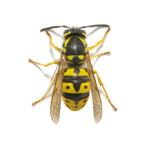 Vosa útočná (Paravespula germanica)